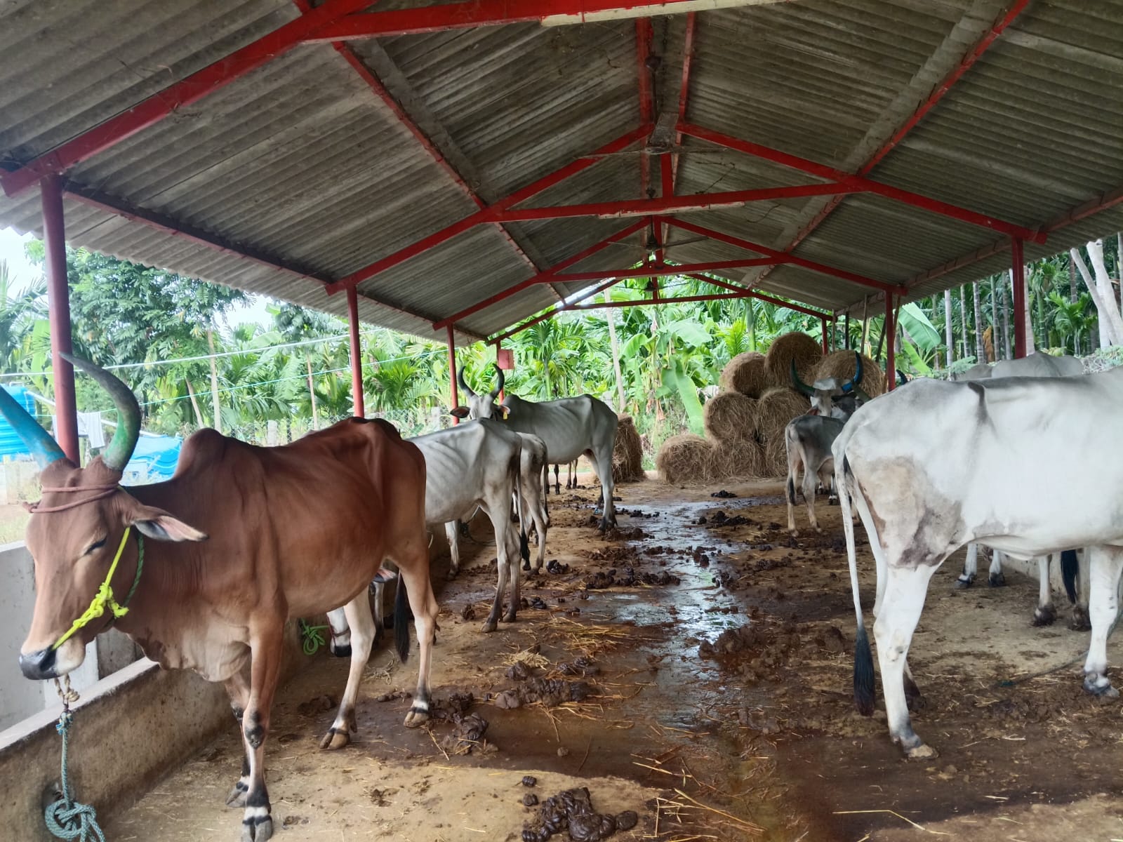 whatsapp image 2025 11 16 at 12.14.32